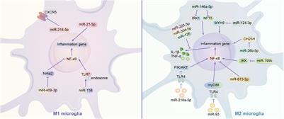 LncRNA, an Emerging Approach for Neurological Diseases Treatment by Regulating Microglia Polarization